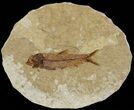 Knightia Fossil Fish - Wyoming #67363-1